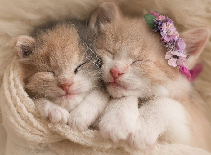 Wallpaper kittens, cats, cute, Animals 3275310549
